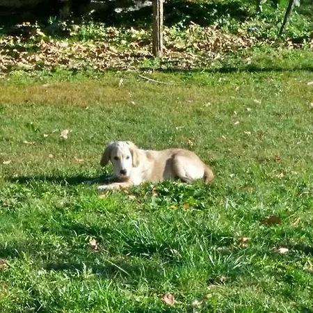 住宿加早餐酒店 Fattoria Del Pino *