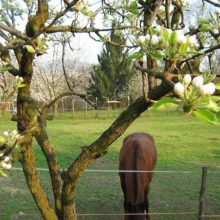 Fattoria Del Pino 住宿加早餐酒店 *