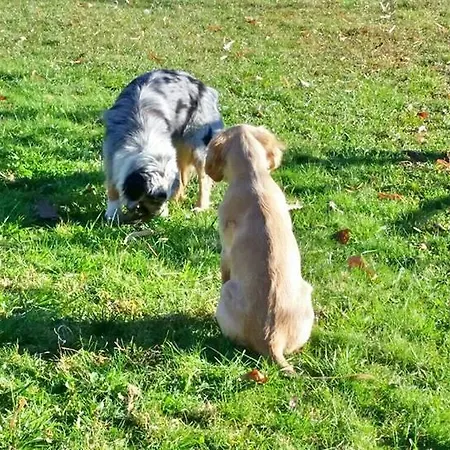 Frühstückspension Fattoria Del Pino