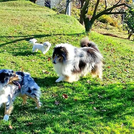 Fattoria Del Pino 住宿加早餐酒店 奥尔塔圣朱利奥